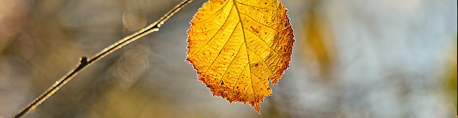 Une feuille sur une branche