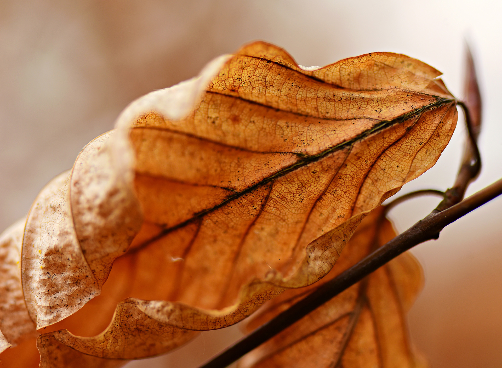 Feuille sur une branche